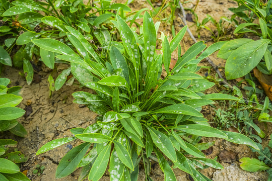 野菜种植高清大图