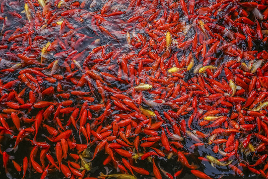 红色锦鲤高清大图