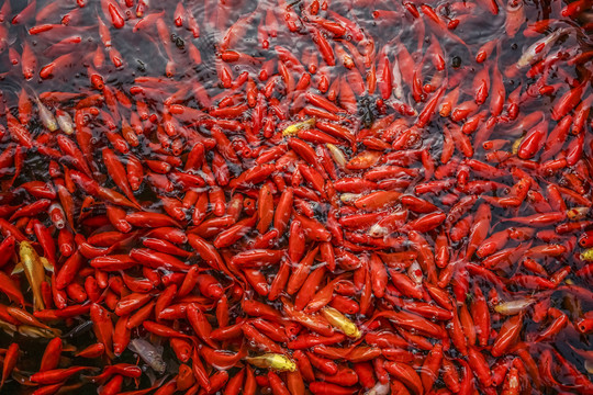 红色锦鲤高清大图