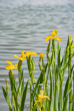 黄色小花