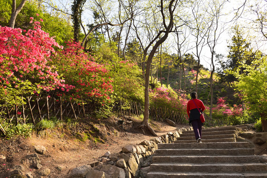 大珠山映山红