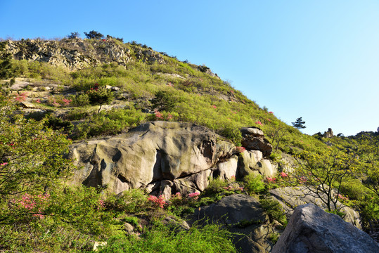 大珠山映山红