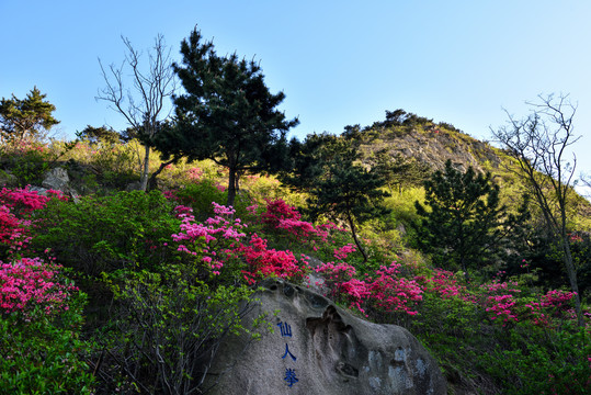 大珠山映山红