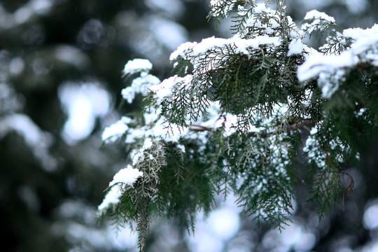 落雪