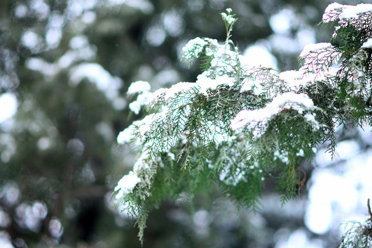 落雪