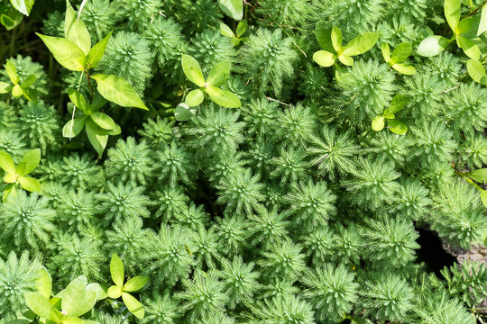 绿色水生植物