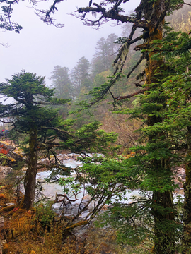 巴山冷杉