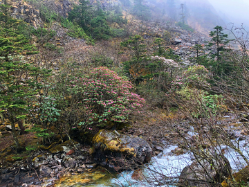 高山杜鹃