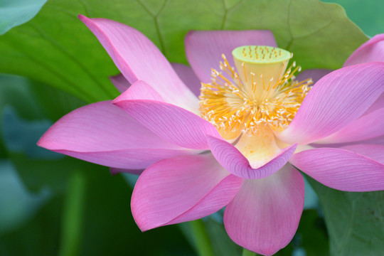 荷花特写