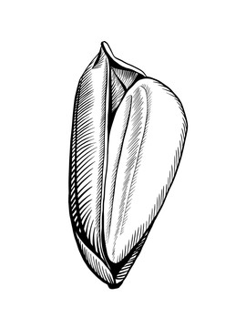 線描大米粒