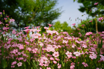 花丛