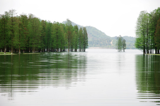 水杉林