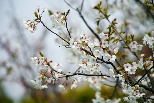 樱花