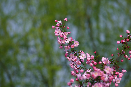 樱花