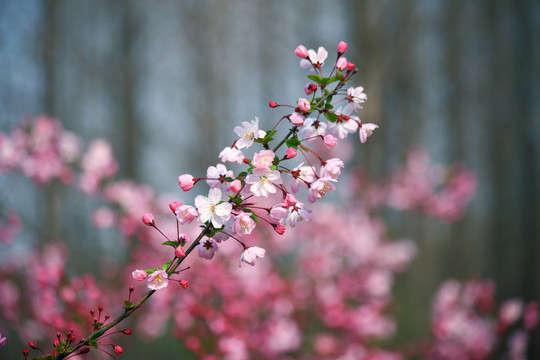 樱花