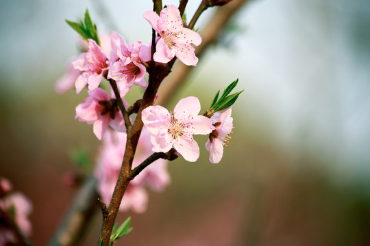 桃花