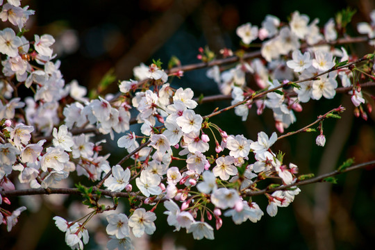 樱花