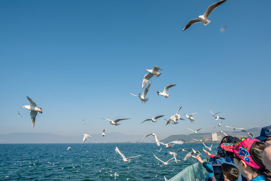 抚仙湖海鸥飞舞