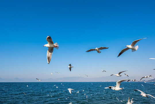 飛翔的海鷗圖