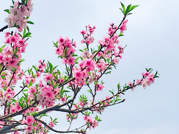 桃花桃枝