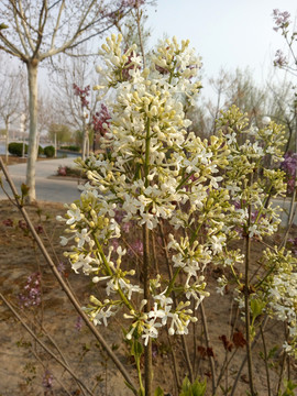 丁香花