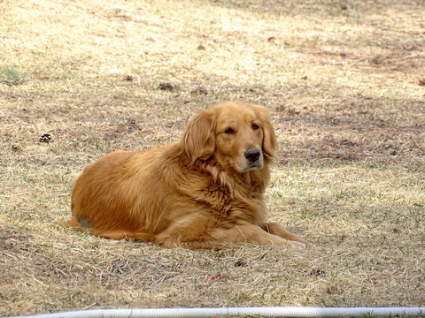 金毛犬