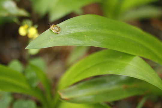 黄色小甲虫