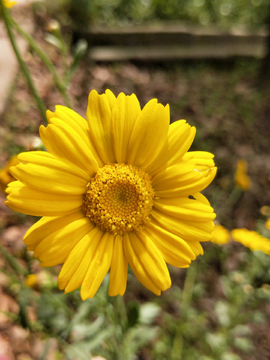 野菊花 菊花菜