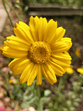 茼蒿花 菊花菜 黄色小花