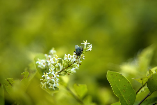 苍蝇