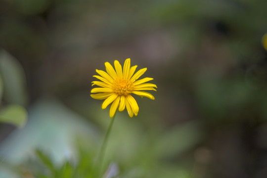 小菊花