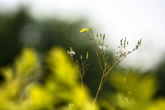 小黄花