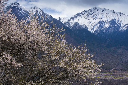 桃花雪山