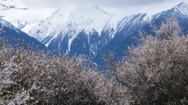 雪山桃花