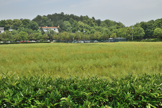 韶山油菜地