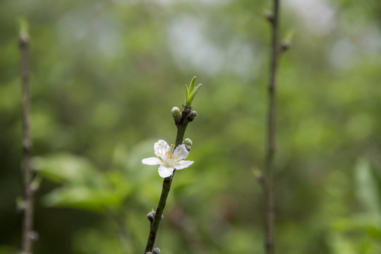 白色小花梨花