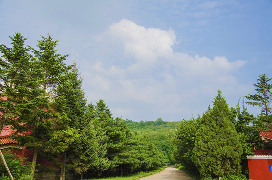 鞍山玉佛山上道路与树木山林