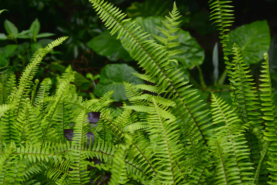 蕨类植物