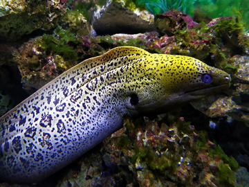 海洋生物鳗鱼