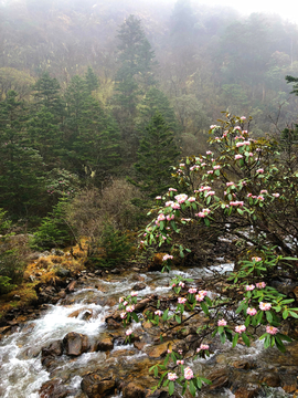 高山杜鹃