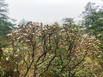 高山杜鹃