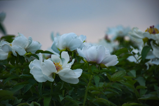 芍花