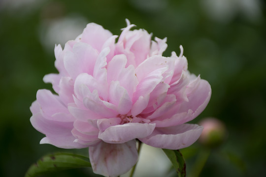 芍药特写