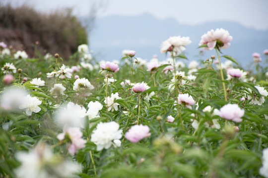 芍药花田