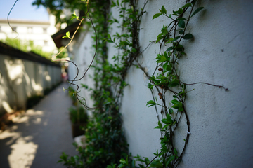 小路植物