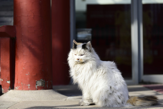 流浪猫