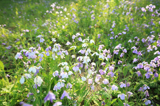 早春野花二月兰