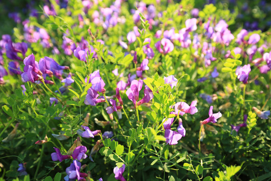 野豌豆花