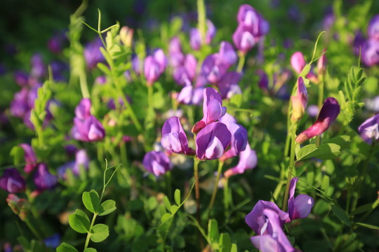 春天盛开的野豌豆紫色花