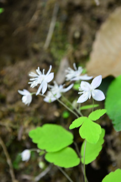 秦岭小野花